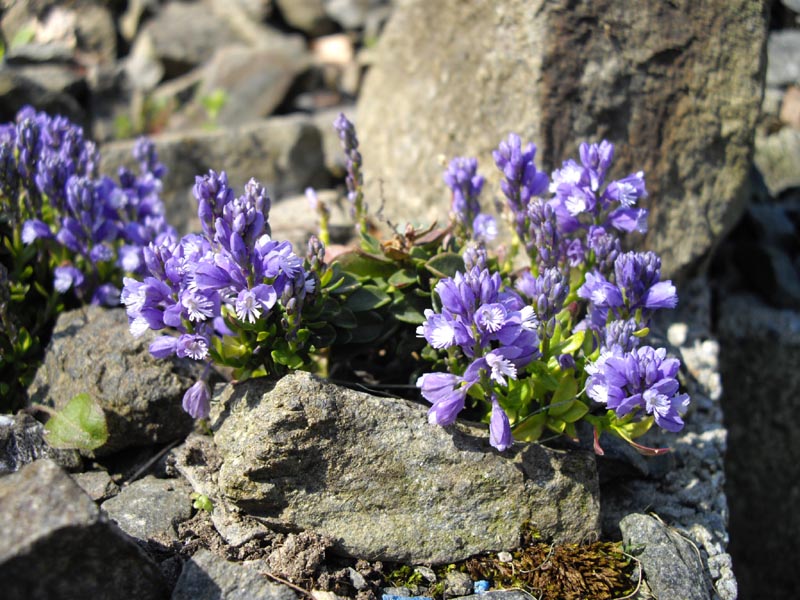 Polygala calcarea 'Bulleys Form' photo